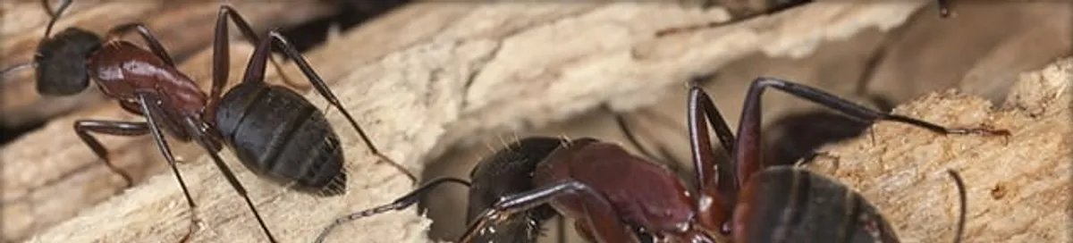 Close-up of ants on wood showing an active ant infestation in Bellevue, WA