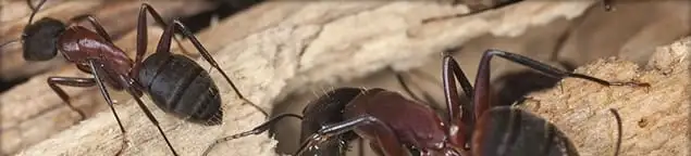 Close-up of ants on wood showing an active ant infestation in Bellevue, WA