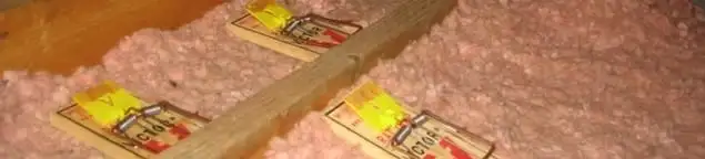 Mouse traps placed in an attic for rodent control in Bellevue, WA