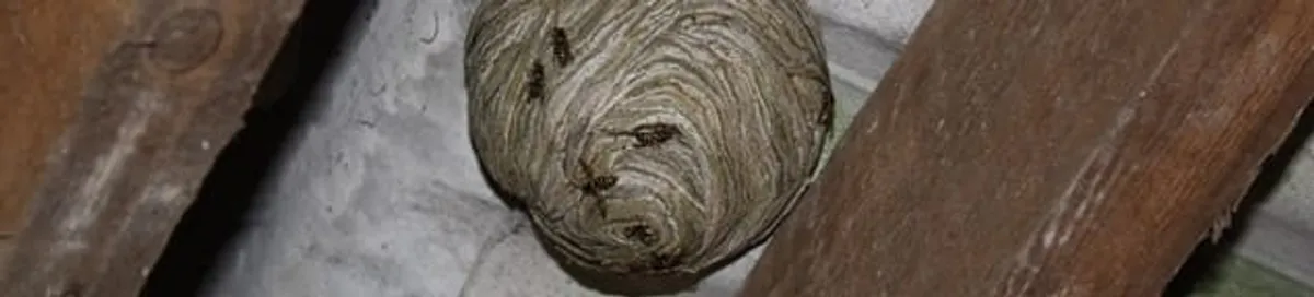 Wasp nest in an attic space, a common home infestation risk in Bellevue, WA