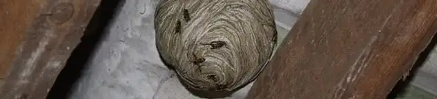 Wasp nest in an attic space, a common home infestation risk in Bellevue, WA