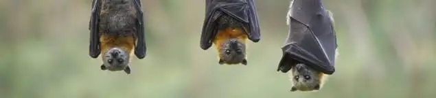 Bats roosting together, a common sign of a bat infestation in Bellevue, WA