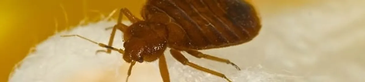 Close-up of a bed bug, a sign of an active infestation in Bellevue, WA