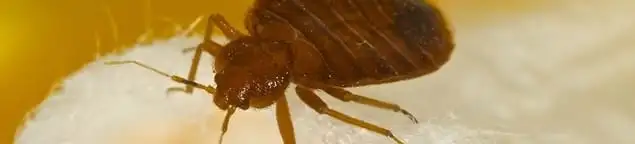 Close-up of a bed bug, a sign of an active infestation in Bellevue, WA
