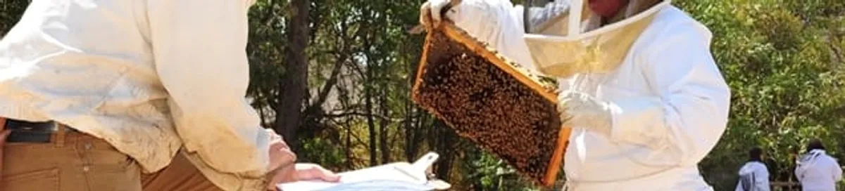 Bee removal specialists relocating a hive and honeycomb safely in Bellevue, WA