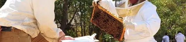 Bee removal specialists relocating a hive and honeycomb safely in Bellevue, WA