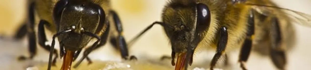 Close-up of honey bees, a sign of a nearby hive in Bellevue, WA