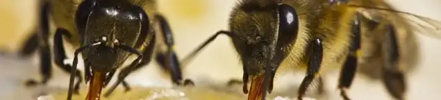 Close-up of honey bees, a sign of a nearby hive in Bellevue, WA