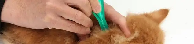 Flea treatment for pets using a flea comb, a sign of flea problems in Bellevue, WA