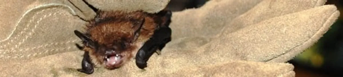 Bat removal specialist holding a bat safely during humane exclusion in Bellevue, WA