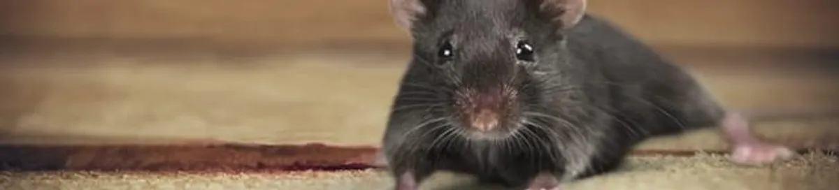 Mouse indoors, a common sign of a rodent infestation in Bellevue, WA