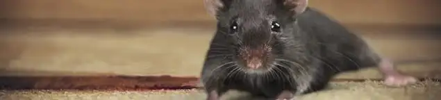 Mouse indoors, a common sign of a rodent infestation in Bellevue, WA