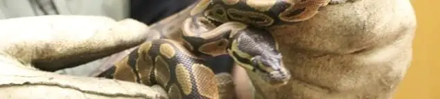 Snake removal specialist safely handling a snake with protective gloves in Bellevue, WA