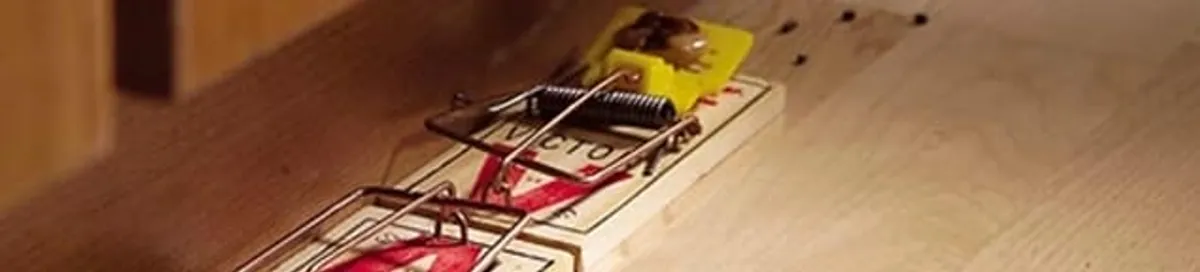 Rodent trap set indoors for rodent control and prevention in Bellevue, WA