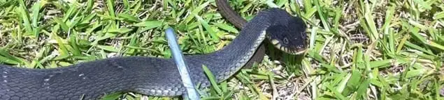 Snake in a yard, a common sign of a snake problem near a home in Bellevue, WA
