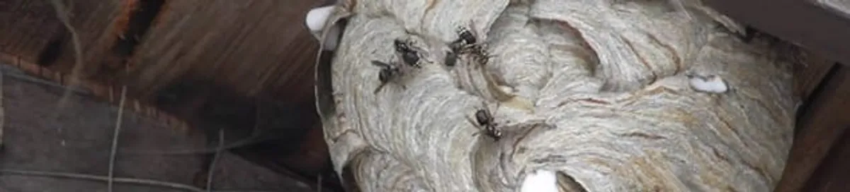 Close-up of a wasp nest with active wasps, a sign of an infestation in Bellevue, WA