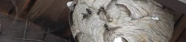 Close-up of a wasp nest with active wasps, a sign of an infestation in Bellevue, WA